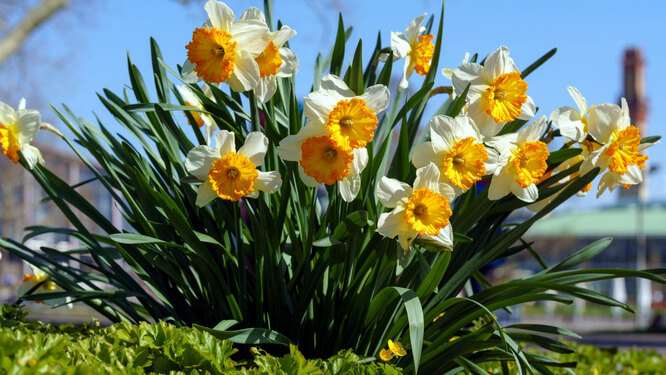 Луковичные цветы многолетники – купить тюльпаны, нарциссы, гладиолусы: цены