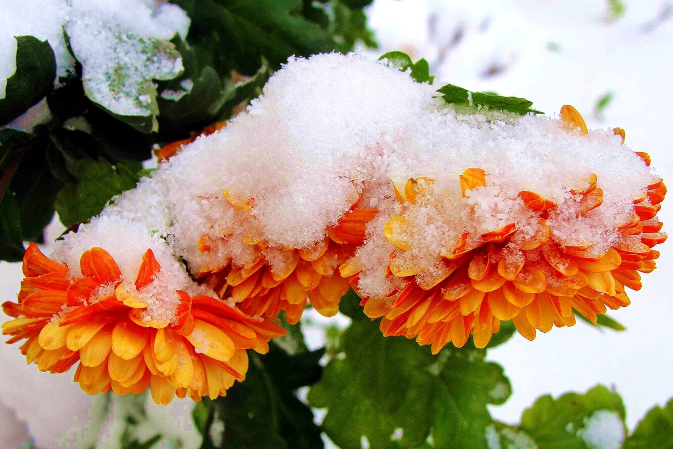 Зимние хризантемы