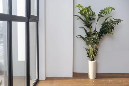 Хамедорея изящная: как ухаживать за «салонной пальмой» в домашних условиях