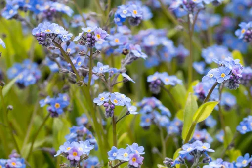 Незабудка лесная (Myosotis sylvatica)