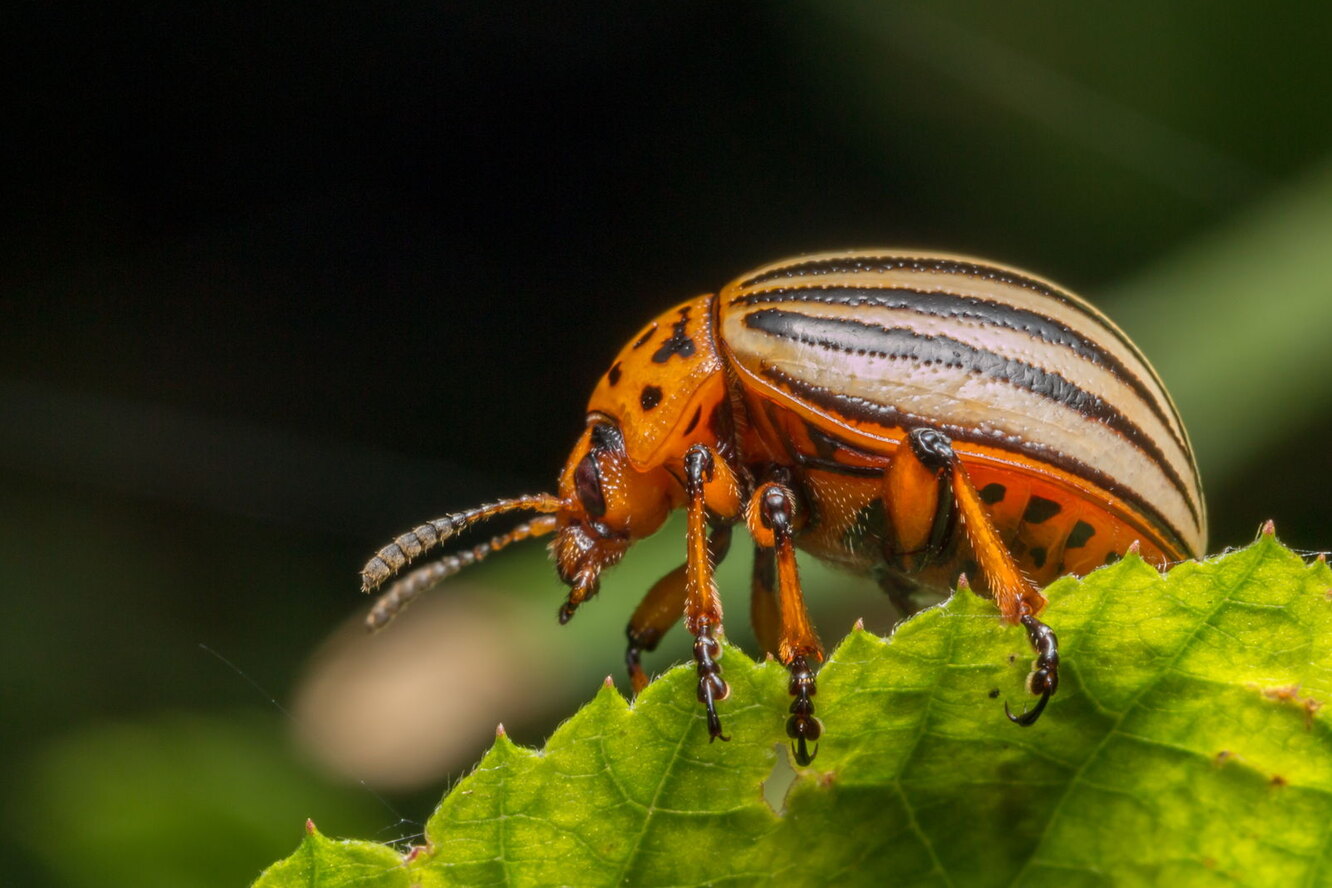 Гусеница колорадского жука