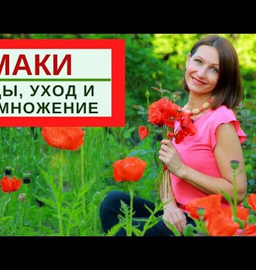 Как выглядит мак щетинконосный фото