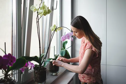 Девушка сажает орхидеи в стеклянные горшки