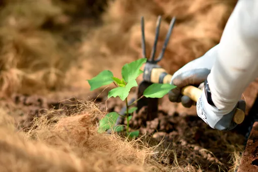 Ekologické zemědělství nepoužívá k hubení škůdců pesticidy.