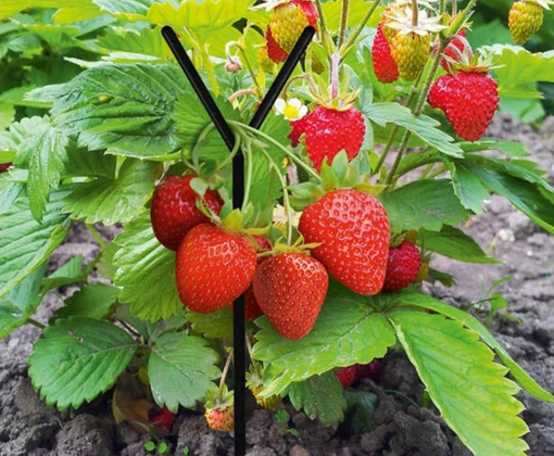 Клубника ягоды сублимированные целые, 10 гр с бесплатной доставкой по Москве