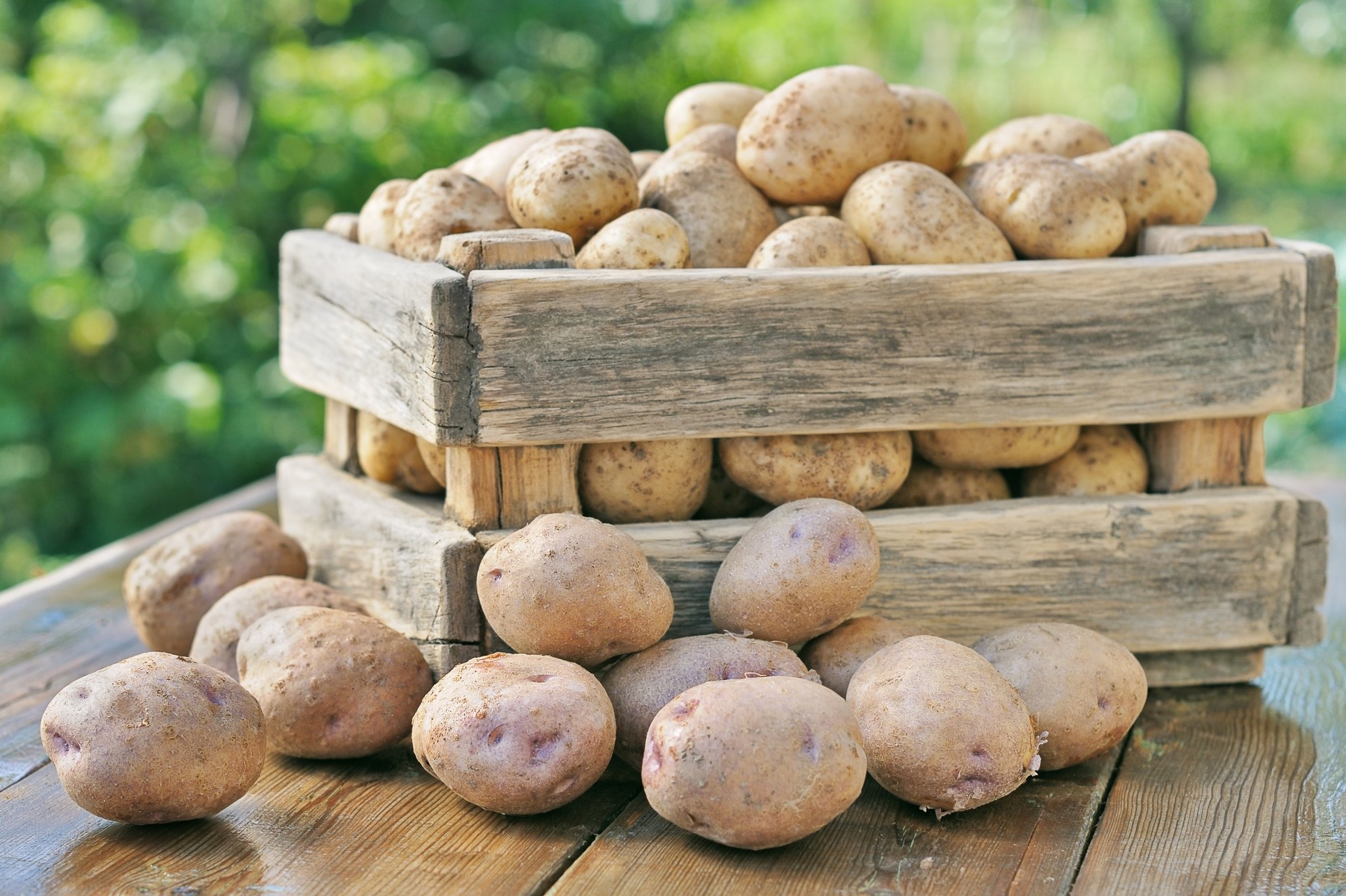 Хранение картофеля на балконе в зимний период