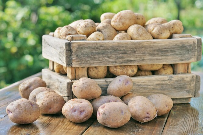 Ящик для хранения картофеля на балконе и в подвале своими руками