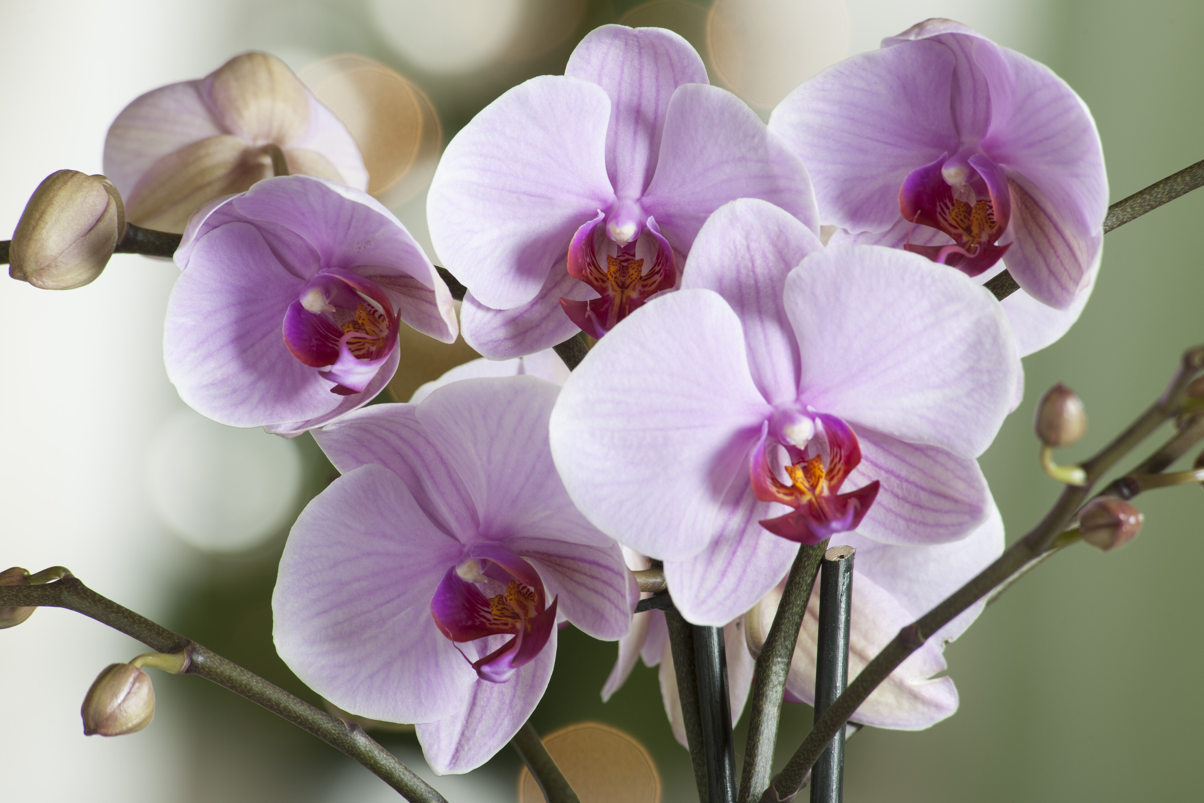 Орхидея: уход и размножение в домашних условиях, фото и рекомендации