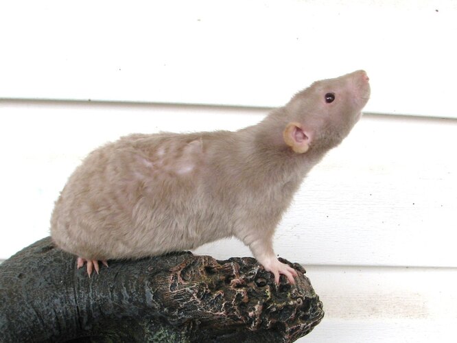 Редкие породы декоративных крыс с ушками дамбо : рекс, сфинкс и дабл