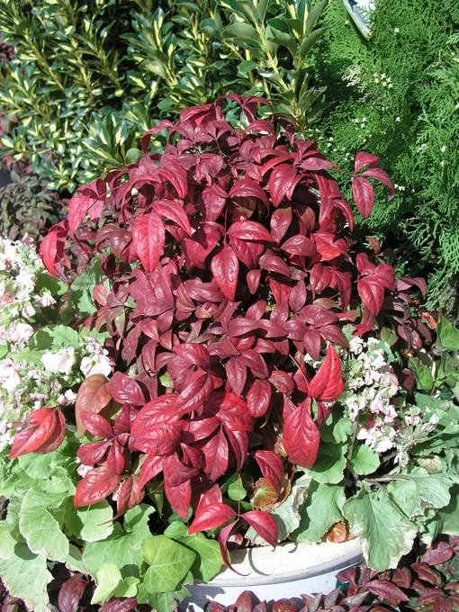 Красные листья нандины в горшке с другими растениями