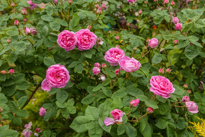 Классификация садовых роз: как не потеряться в их многообразии