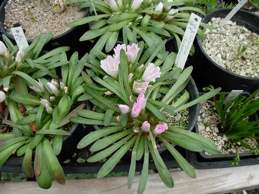 Левизия короткочашечковая (Lewisia brachycalyx)