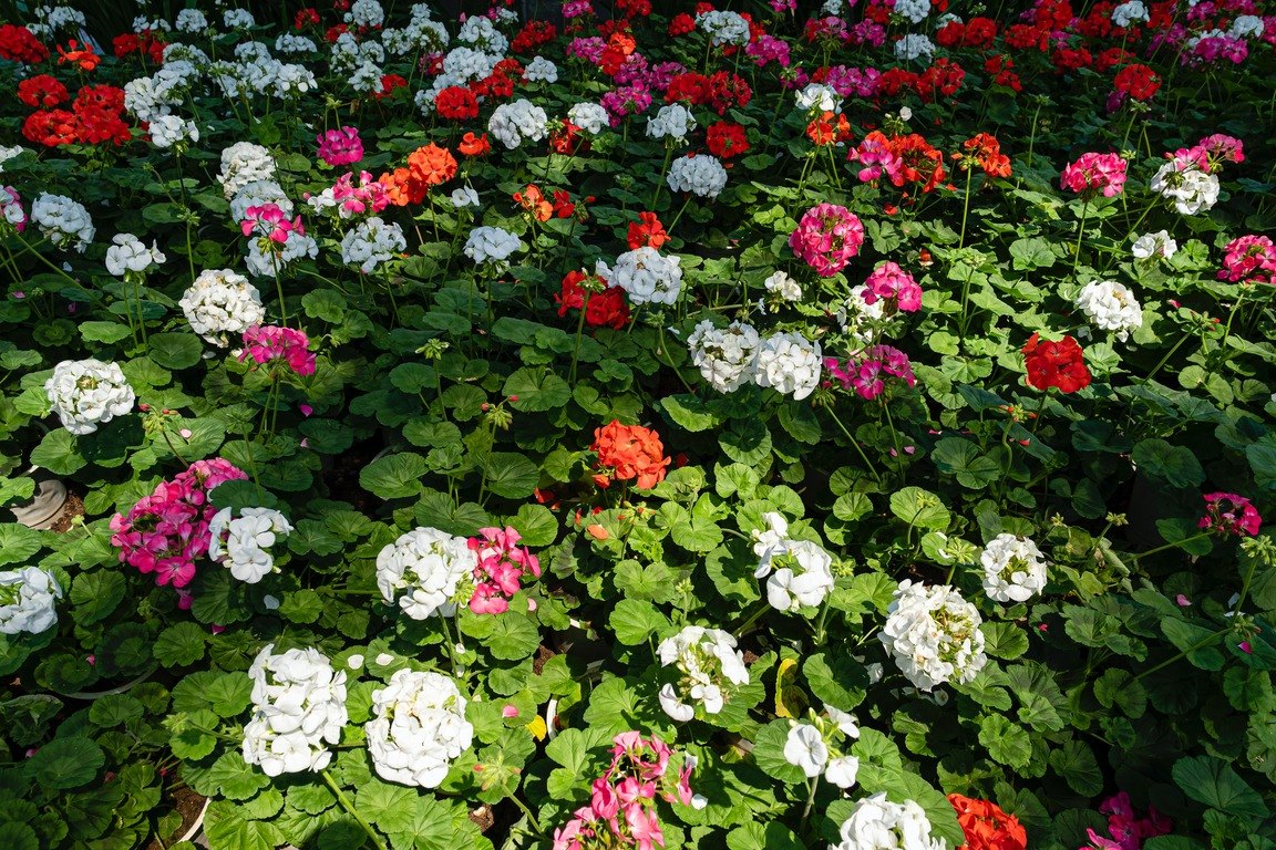 Герань (Geranium) — описание, выращивание, фото | на sauna-chelyabinsk.ru