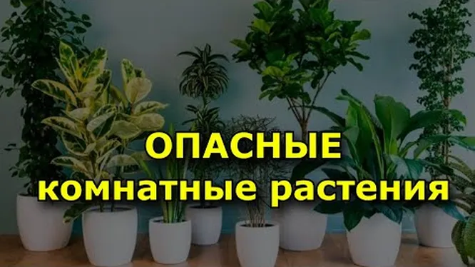 Ядовитые комнатные растения, опасные для человека: чем они вредны для здоровья