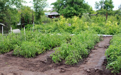 Создаем высокие грядки своими руками: советы и инструкции