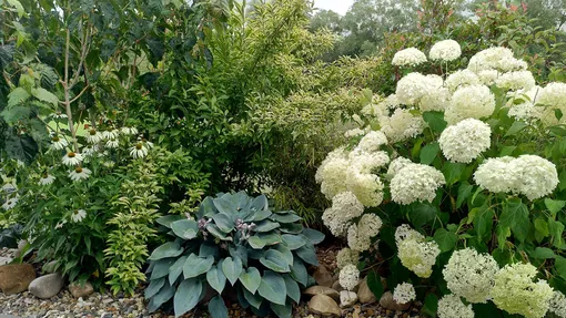 Сад с белой гортензией, белыми астрами и зеленой хостой