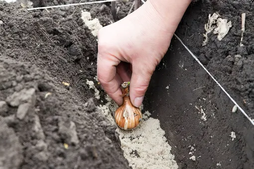 Как сажать нарциссы в саду