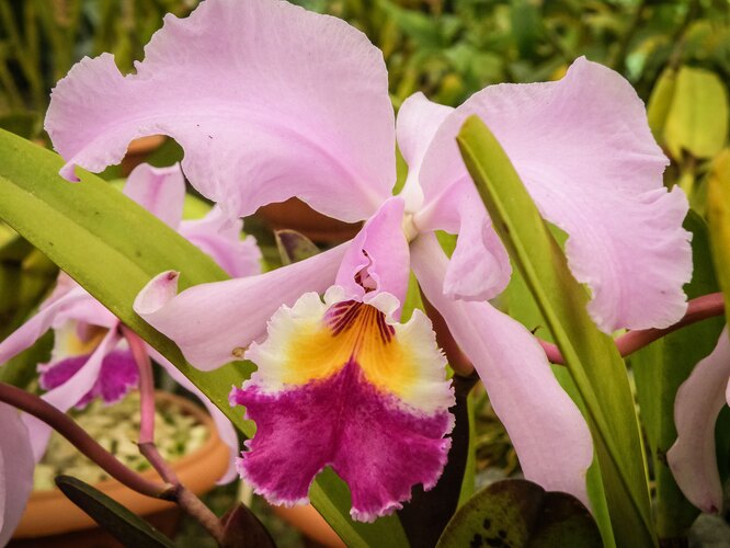 Размножение орхидей: раскрываем секреты простых способов | Азбука огородника | Дзен
