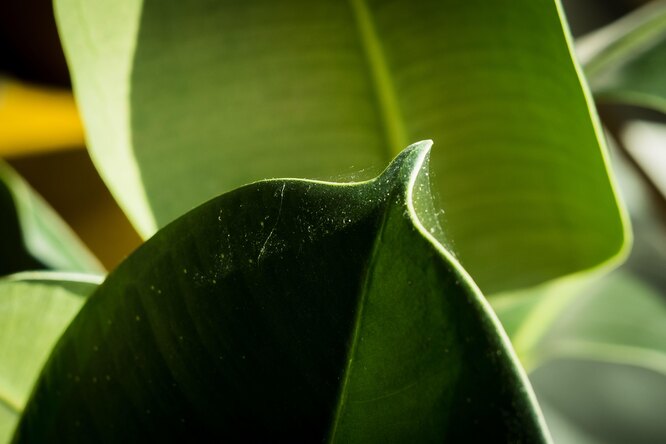 Паутинный клещ – как распознать на растениях и эффективно бороться