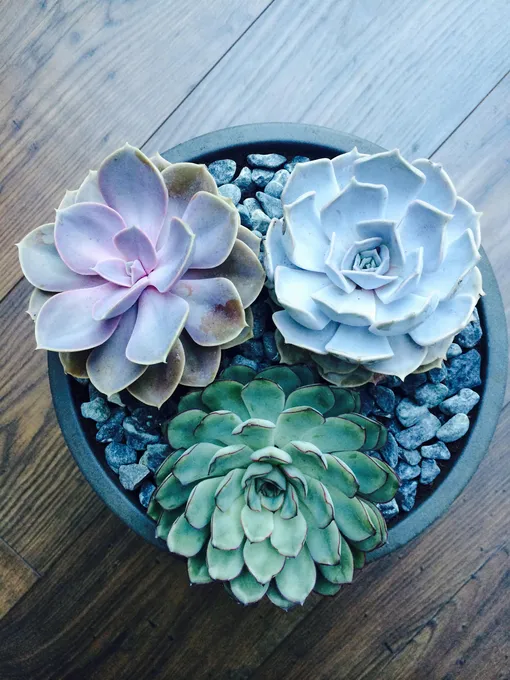 Echeveria