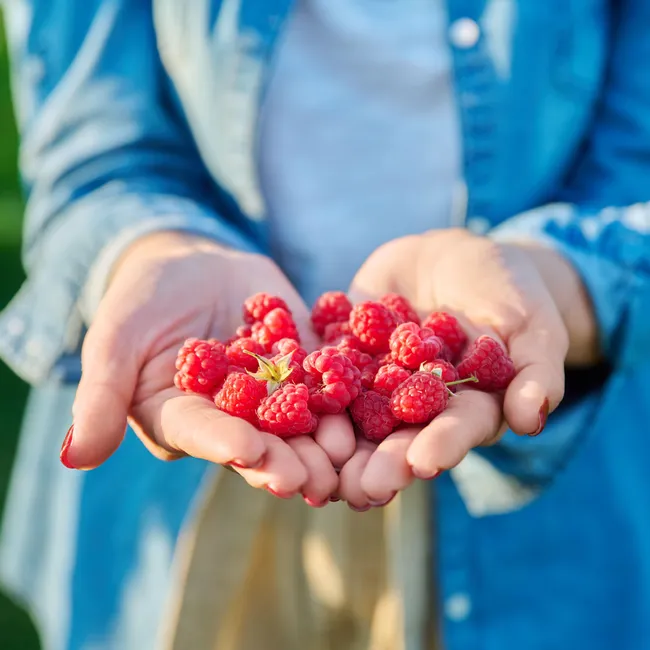 Где и какие ягоды собирать в Московской области: самый полный список урожайных мест 
