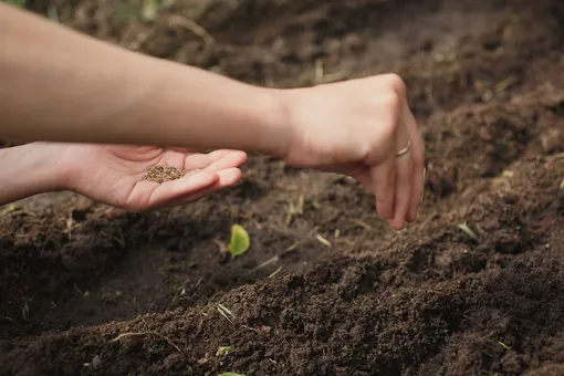 Посев зелени под зиму: 3 важных правила богатого урожая | AgroMarket интернет магазин семян