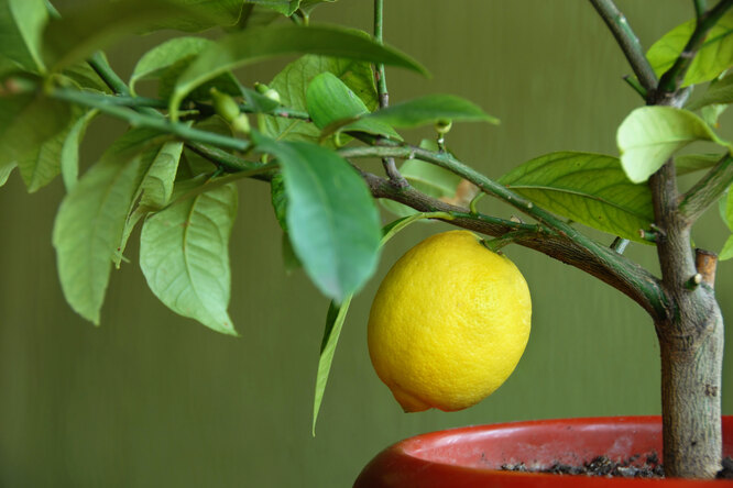 Как дома вырастить лимон?: Общество: Облгазета