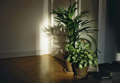 10 комнатных растений для слабоосвещённых помещений