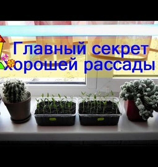 Теплица с полками для рассады