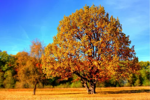 дерево с желтыми листьями стоит посреди поля