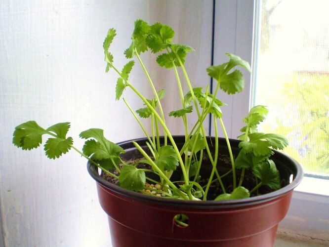 Кориандр (кинза) на подоконнике: как вырастить растение у себя дома