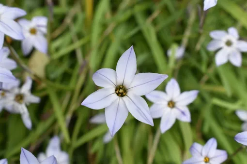 Ipheion uniflorum