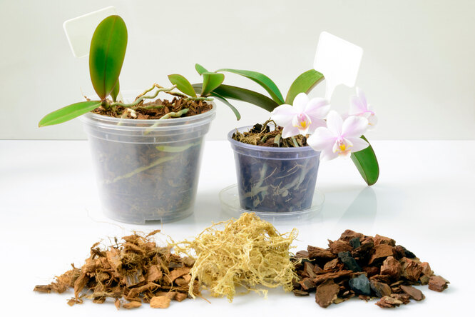 Орхидея: все, что нужно знать о выращивании наиболее древнего растения на планете