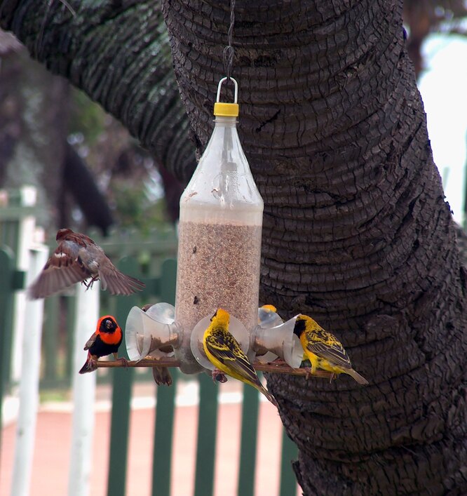 🕊 Простая и добротная кормушка для птиц из пластиковой бутылки
