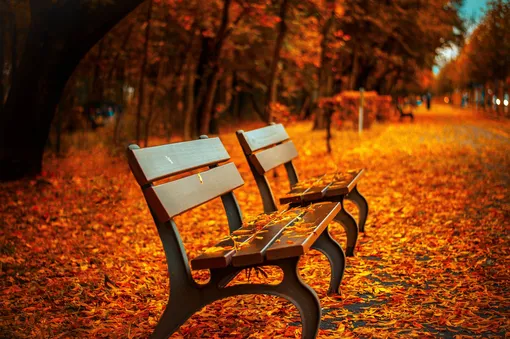 парк и скамейки засыпаны золотым ковром листьев