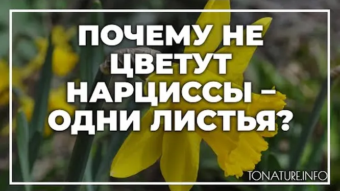 Нажми и смотри