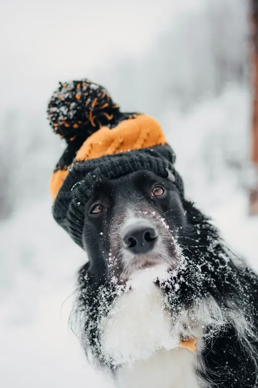 Используйте одежду для собак, чтобы защитить ее в мороз