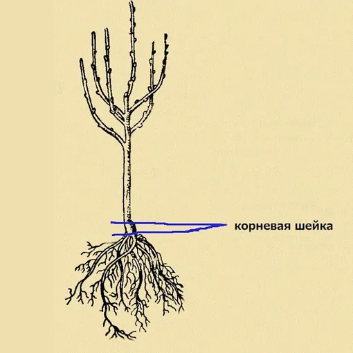 корневая шейка