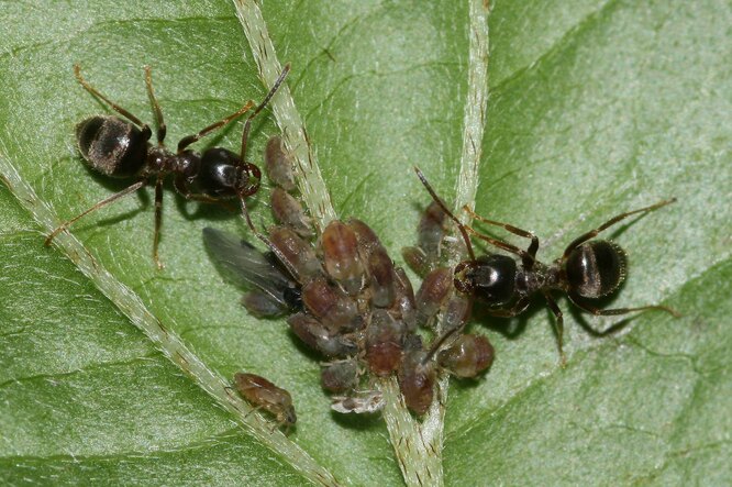 Как избавиться от муравьев в огороде: простые способы без химии - 13 мая - centerforstrategy.ru