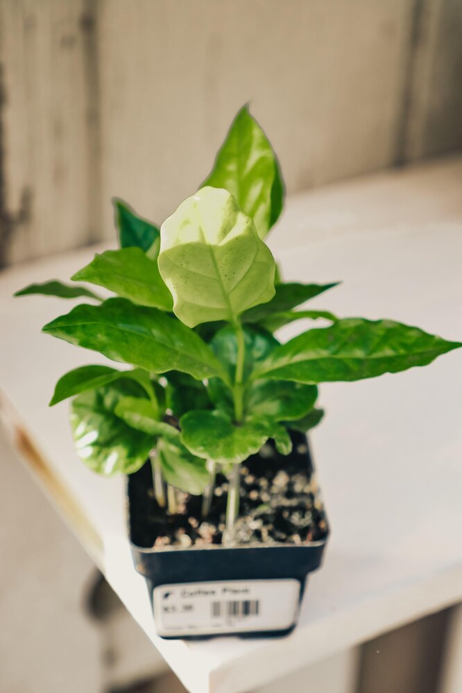 Кофе арабика: уход и выращивание в домашних условиях, цветы