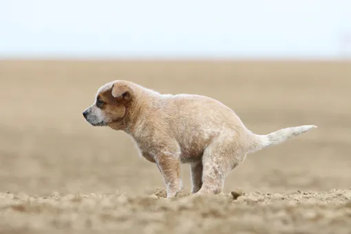 Farmina Pet Foods - Советы эксперта - Цвет кала вашей собаки