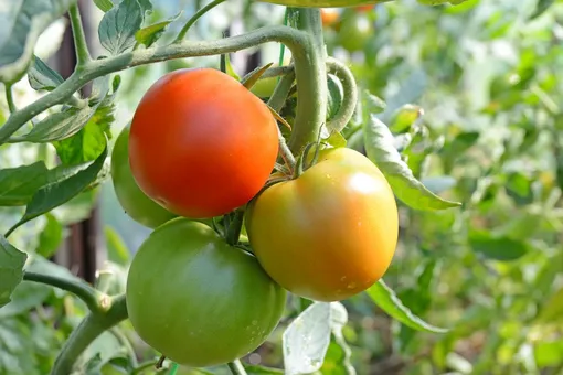 помидоры хорошо завязались но плохо растут что делать