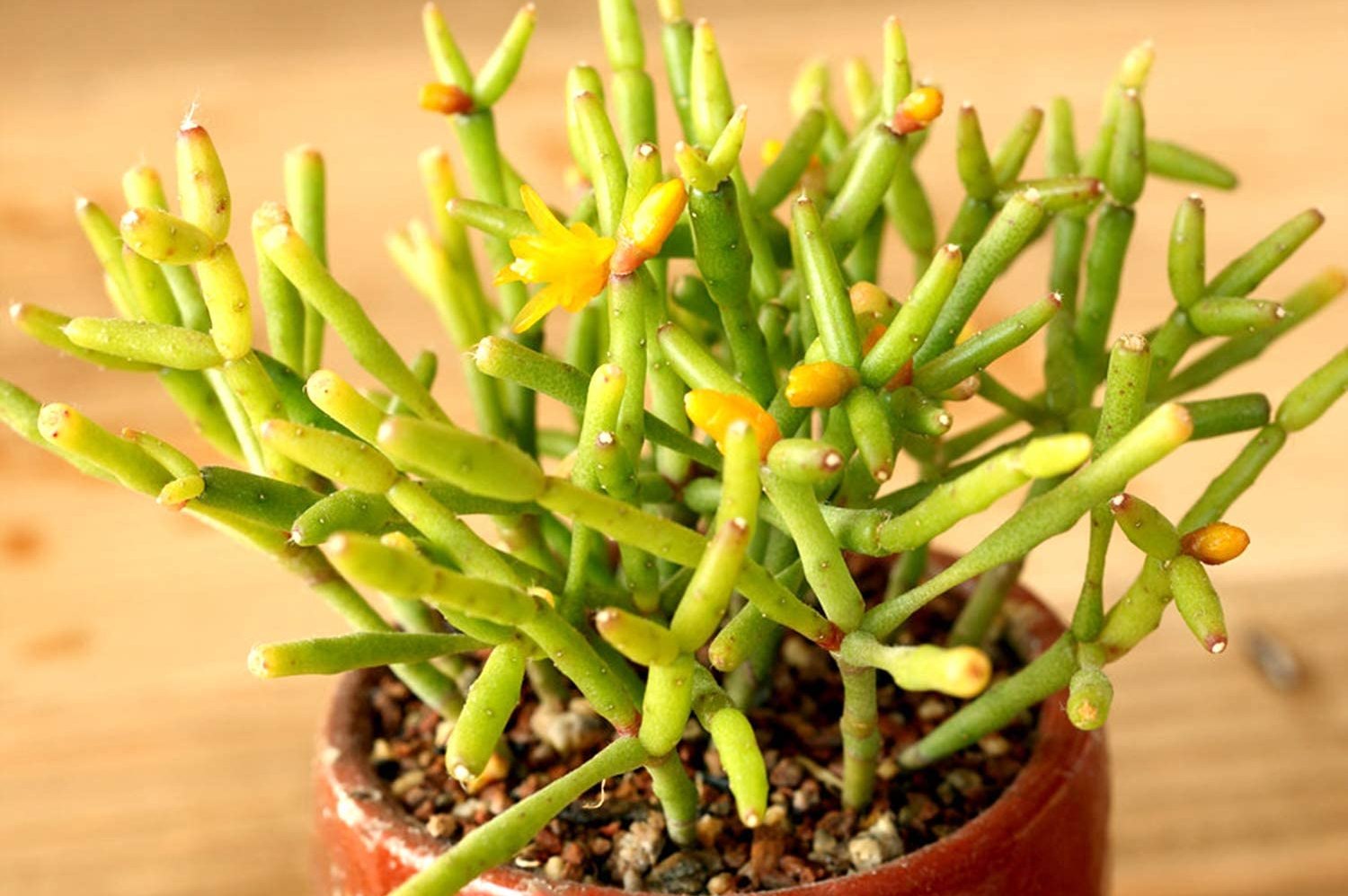 Комнатное растение хатиора: уход в домашних условиях, размножение, фото