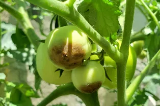 Чернеют зелёные помидоры: что делать в случае вершинной гнили томатов