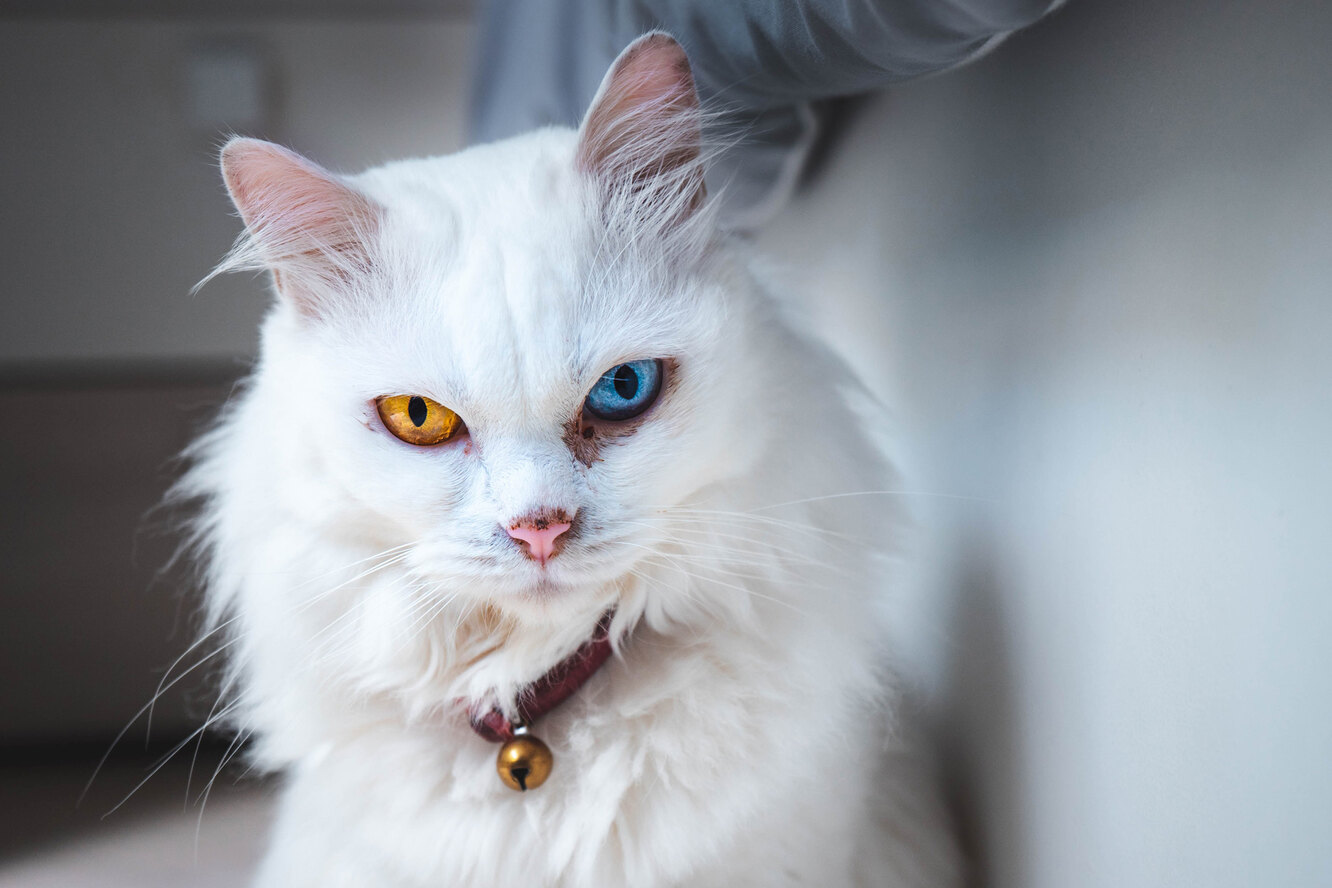 У белой кошки текут глаза
