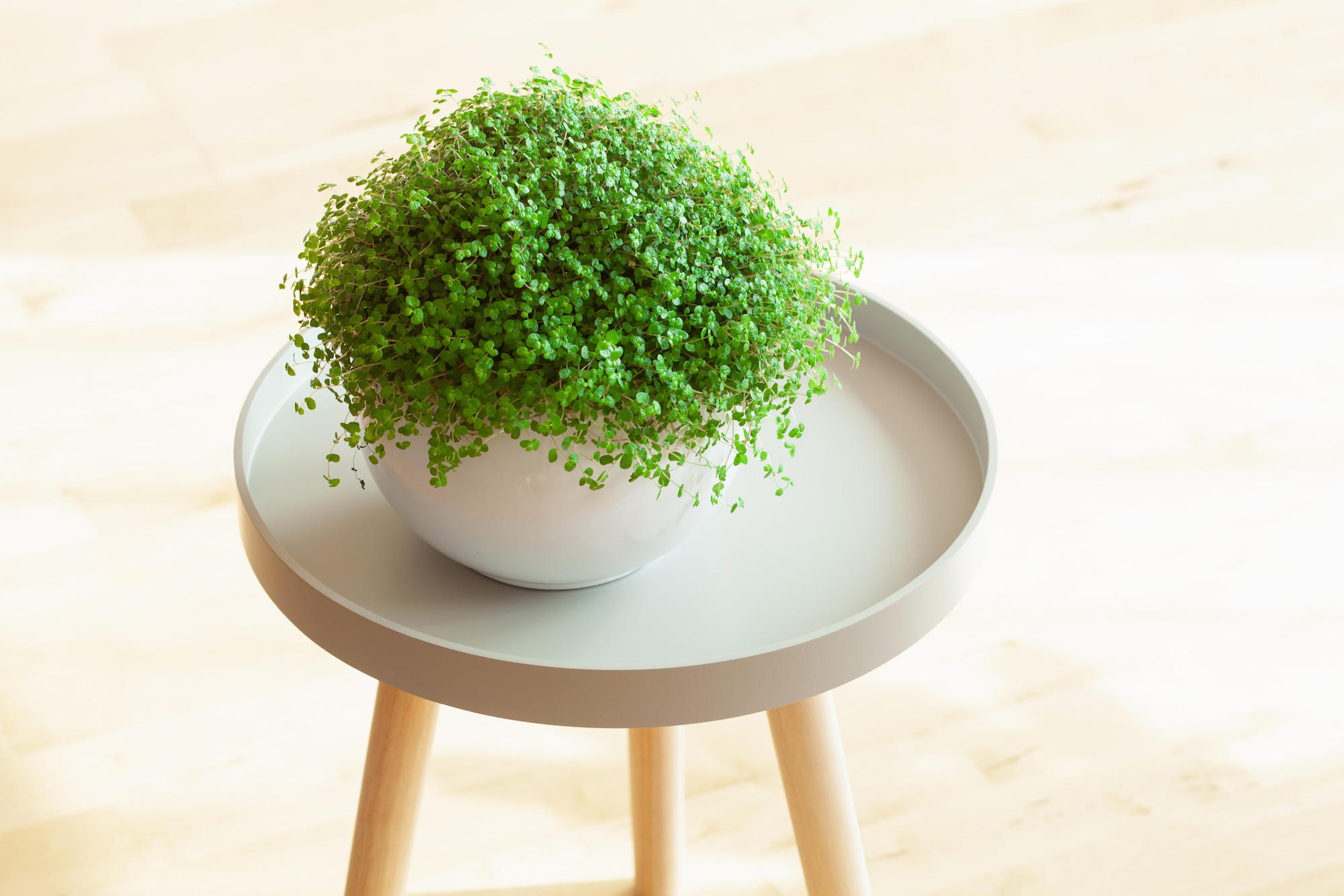 Зеленый шар солейролии в домашних условиях