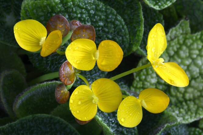Цветок-сухоцвет Гелихризум (Helichrysum)