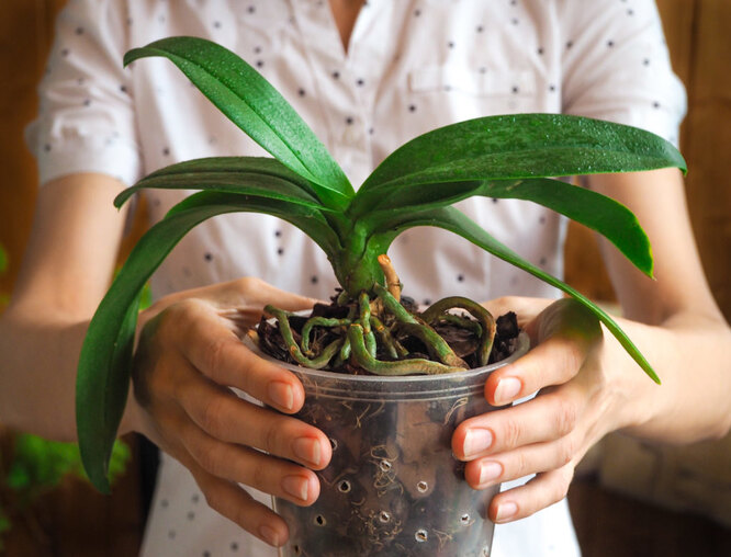7 шагов к долголетию и красивому цветению орхидеи. - АО «Фертика»