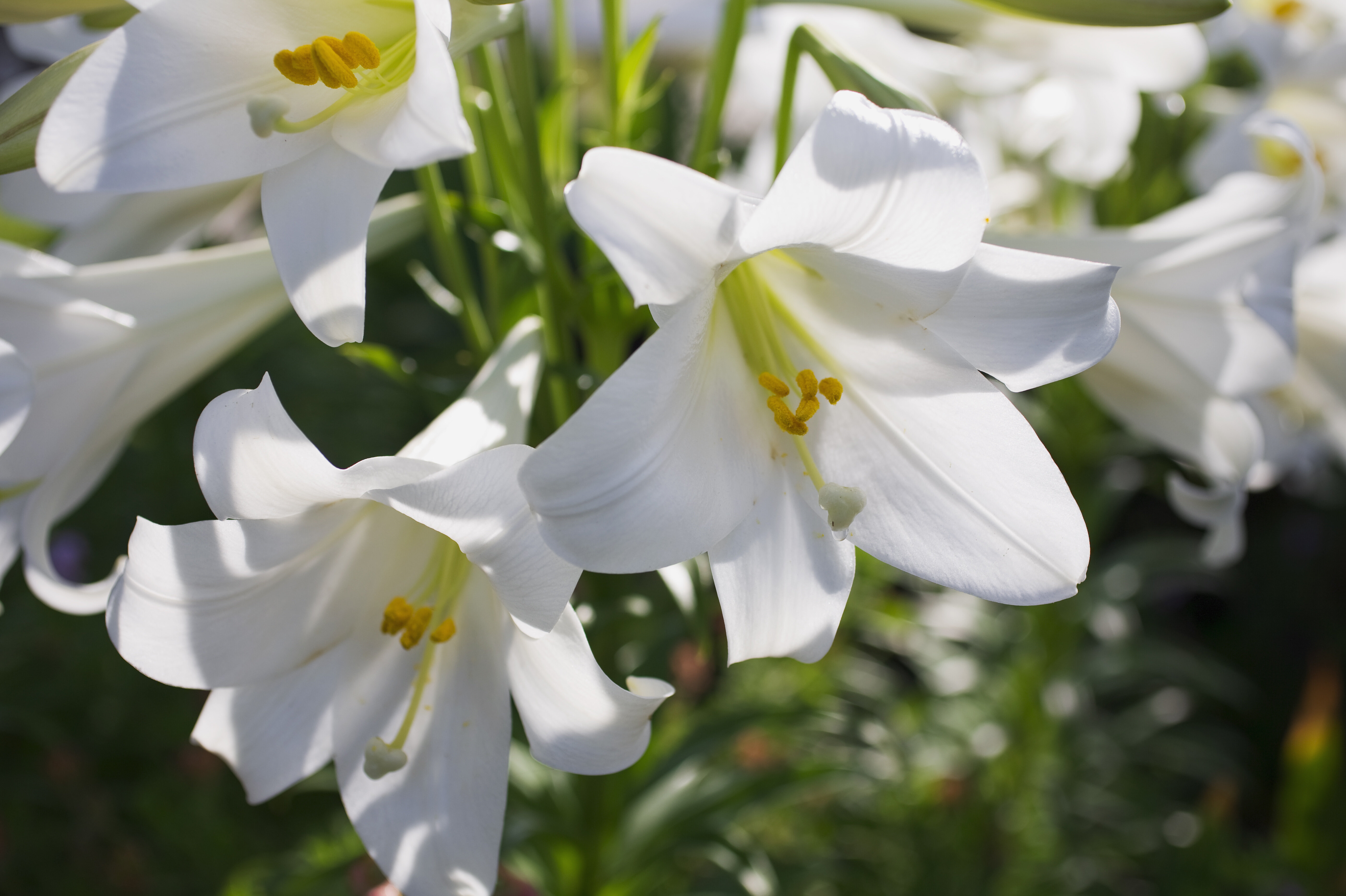 Гиацинты восточные / Hyacinthus orientalis