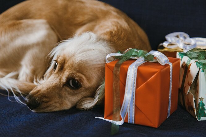 Домашние лакомства и новые игрушки: идеи подарков для собак